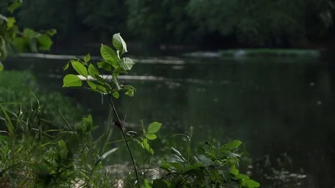 Leaves Blowing in Wind with River in Background Stock Footage 81590690