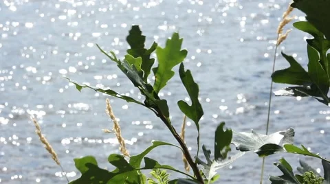 Leaves blowing in Wind by River Stock Footage 52793877