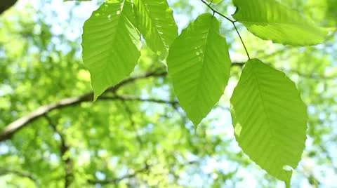 Leaves blowing in the wind seven Stock Footage 22898211