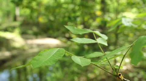 Leaves blowing in the wind six Stock Footage 22898223