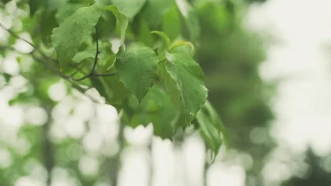 Leaves Blowing in Wind in Slow Motion Stock Footage 221290614
