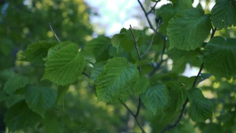 Leaves blowing in the wind slowly Stock Footage 112778257