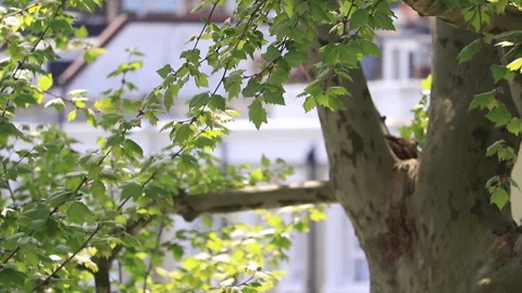 Leaves blowing in the wind in spring Stock Footage 169439131