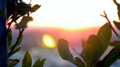 Leaves blowing in the wind as the sunsets 動画素材 81259049
