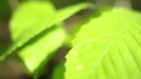 Leaves blowing in the wind three Stock Footage 22897711