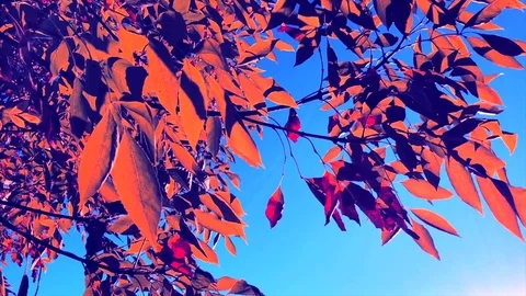 Leaves blowing in wind tree Stock Footage 82190922