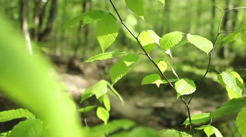 Leaves blowing in the wind two Stock Footage 22897735