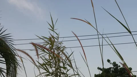 Leaves blown by the afternoon breeze Stock-Footage 339282467