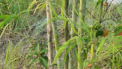 Leaves blown by the afternoon breeze Stock-Footage 339285437