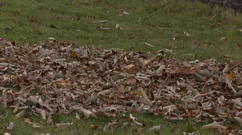 Leaves Blown with Blower 1 Video stock 12359296