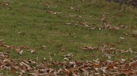 Leaves Blown with Red Blower 스톡 동영상 12359340