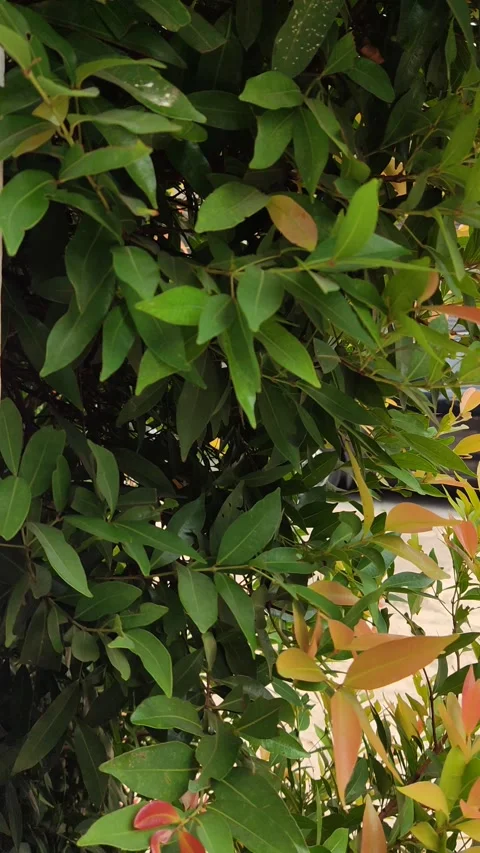 Leaves blown by the wind 1 Stock Footage 254635393