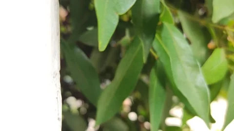 Leaves blown by the wind 2 Stock Footage 254635279