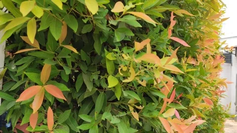 Leaves blown by the wind 3 Stock Footage 254635468