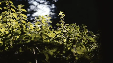 Leaves blown by wind with blue background during summer Stock Footage 127802111