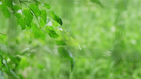 Leaves blown by the wind bokeh background image Stock Footage 160677023