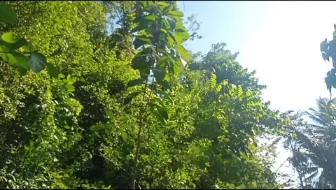 Leaves blown by the wind Stock Footage 215667588