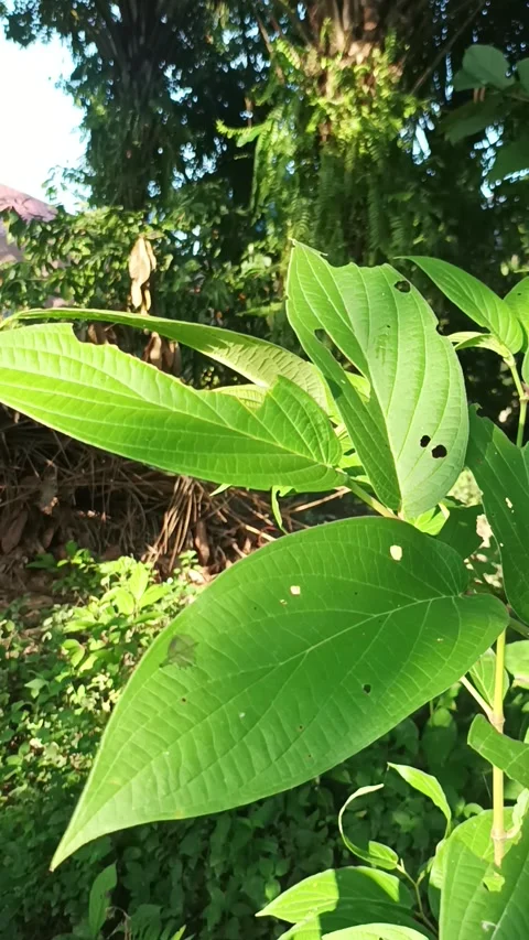 Leaves blown by the wind Stock Footage 232148530