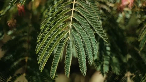 Leaves blown by the wind Stock Footage 261063263