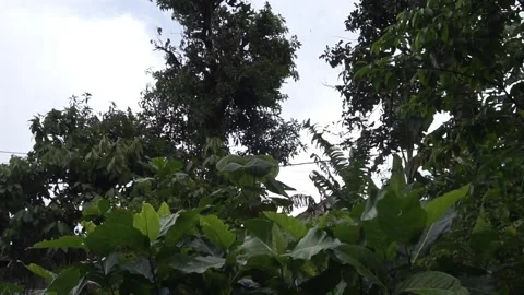 Leaves blown by the wind Stock Footage 301242622