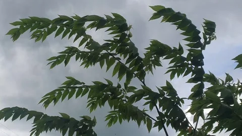 Leaves blown by the wind Stock Footage 312929180