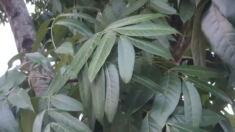 Leaves blown by the wind Stock Footage 340046735