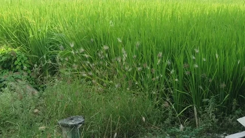 Leaves blown by the wind in the rice fields Stock Footage 314572160