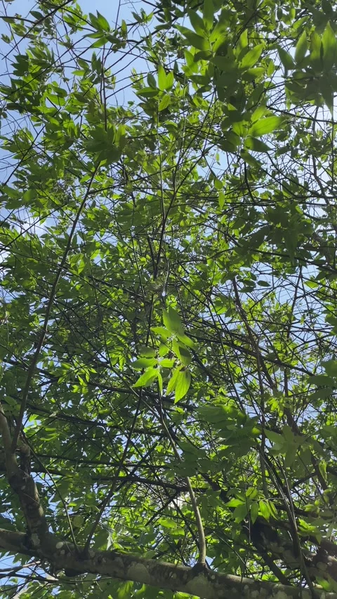 Leaves blown by the wind in the sunlight. Stock-Footage 253774030