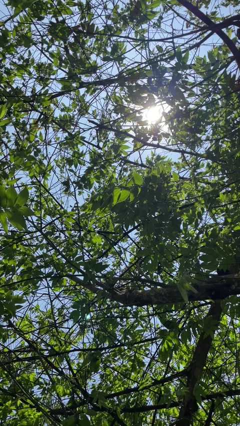 Leaves blown by the wind in the sunlight. Stock-Footage 253774061