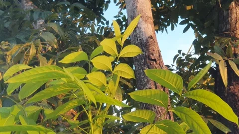 Leaves blown by the wind when exposed to the afternoon sun Stock Footage 339638695