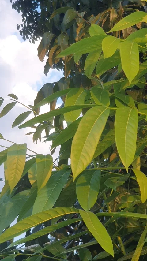 Leaves blown by the wind when exposed to the afternoon sun Stock Footage 339638696