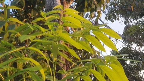 Leaves blown by the wind when exposed to the afternoon sun Video stock 339638697
