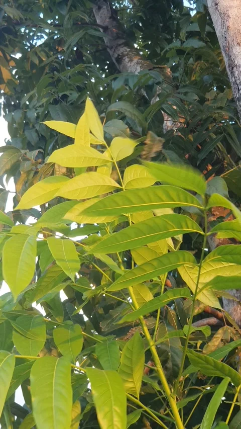 Leaves blown by the wind when exposed to the afternoon sun Stock-Footage 339638698