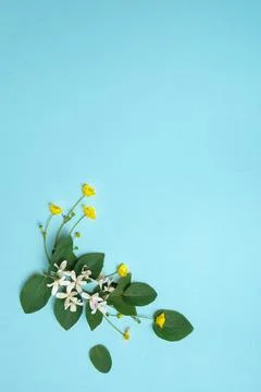 Leaves on a blue background Stock Photos