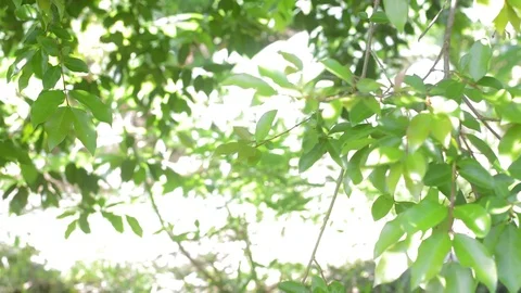 Leaves blur Stock Footage 99117241