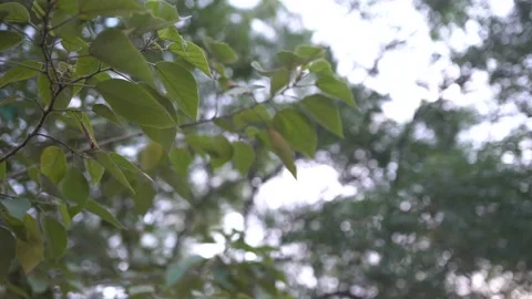 Leaves with blurred background Stockbeeldmateriaal 194431495