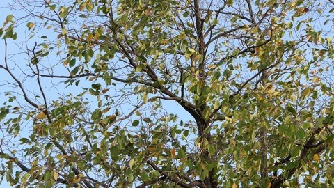 Leaves bodhi Tree with in the wind blue sky background.4k Stock Footage 93819418