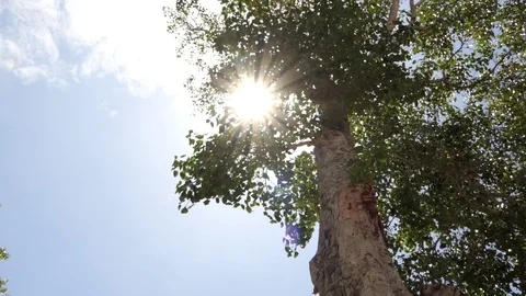 Leaves bodhi Tree with in the wind blue sky background and light sun.4k 스톡 동영상 93819638