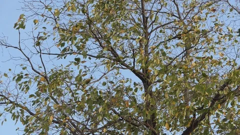Leaves bodhi Tree with in the wind blue sky background. hd Stock Footage 93824345