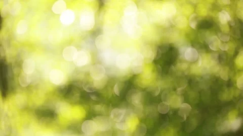 Leaves bokeh background with light passing through Stock Footage 157880361