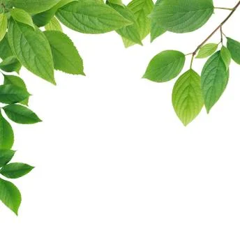 Leaves border Stock Illustration