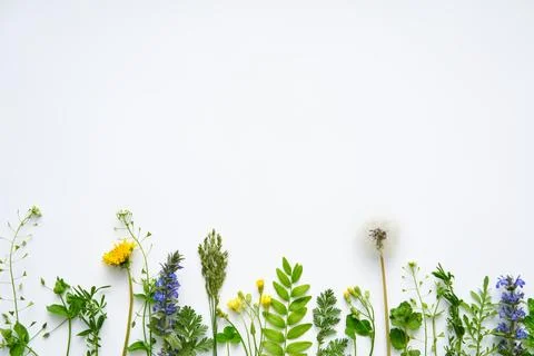 Leaves border made of different plants and herbs with copy space for text Stock Photos