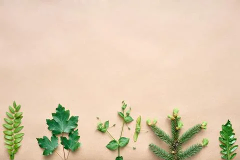Leaves border made of different plants and herbs with copy space for text Stock Photos