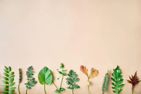 Leaves border made of different plants and herbs with copy space for text ... Stock Photos