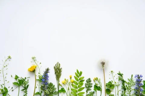 Leaves border made of different plants and herbs with copy space for text ... Stock Photos