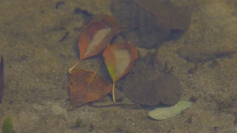 Leaves on the bottom of the lake Stock Footage 82453913