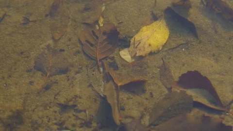 Leaves on the bottom of the lake Stock Footage 82454112