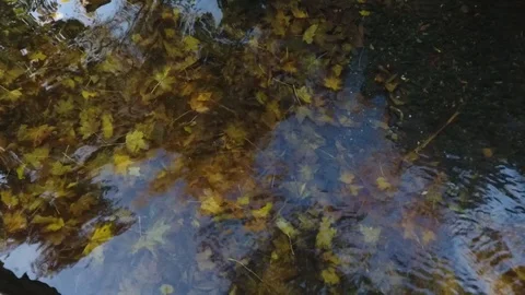 Leaves at the bottom, reflection of trees and sky. Stock Footage 96390364