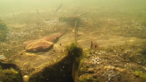 The leaves on the bottom of the river Stock Footage 48071081