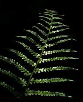 Leaves of bracken Stock Photos